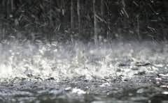 中国有海豚部队吗