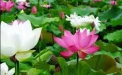 油烟机是在吊顶之前还是之后安装